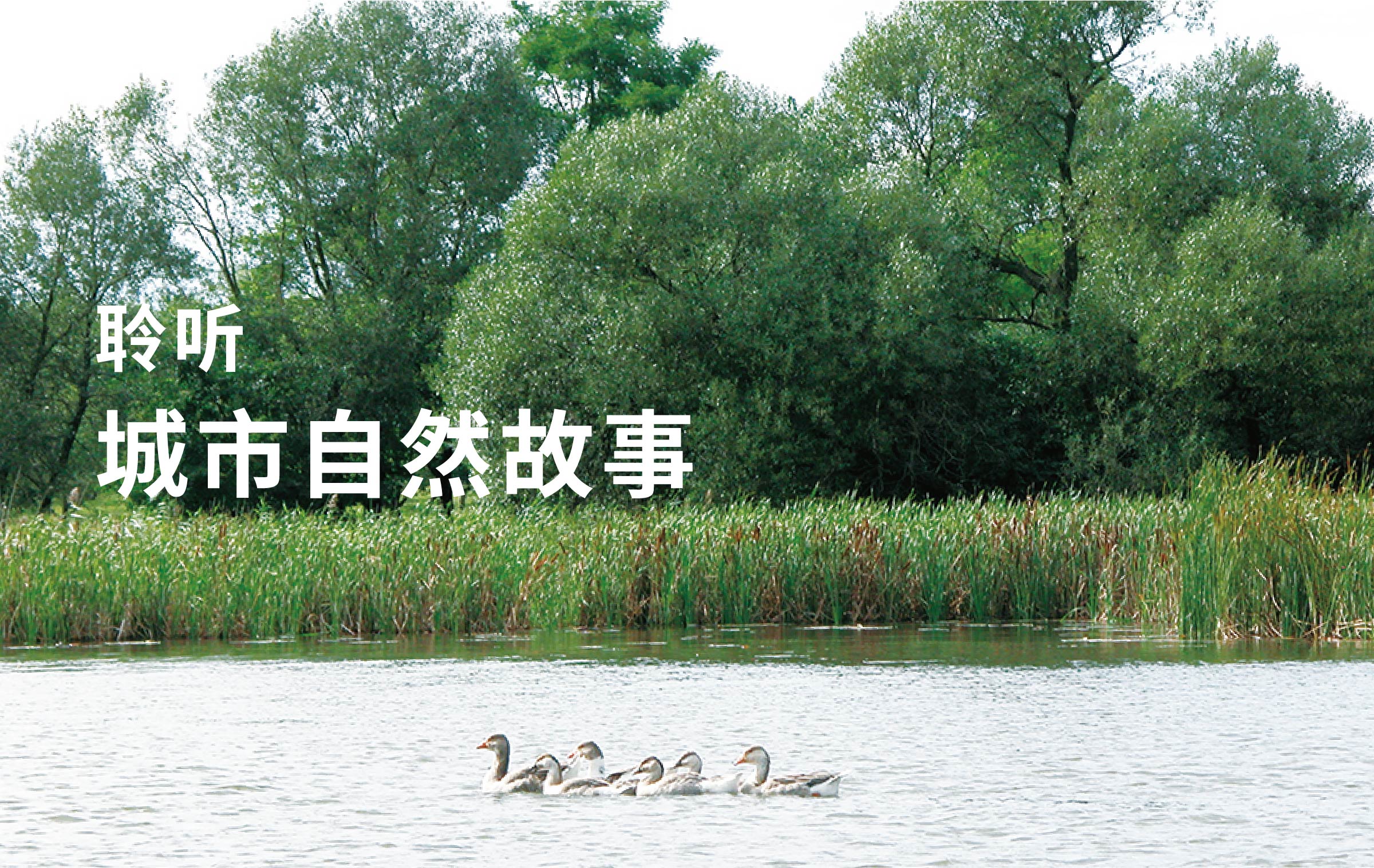 ����ɭ������ballbet