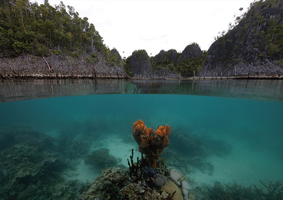 ����ɭ������ballbet